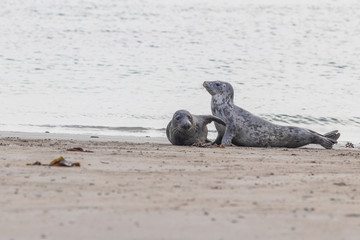 Fototapeta premium Phoca vitulina - Harbor Seal - on the beach and in the sea on the island of Dune in Germany. Wild foto.