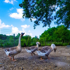 family of geese