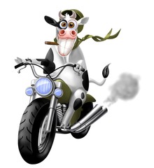 mucca in moto