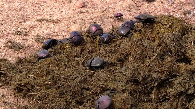 Close view of group of dung beetles collecting elephant dung in South Africa