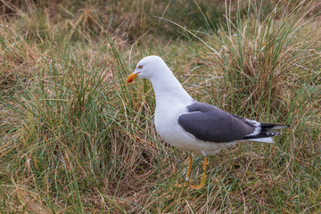 Larus marinus - Large nests of white seagulls on the North Sea coast. Wild photo on the island of Dune in Germany. Photo has nice background and bokeh.