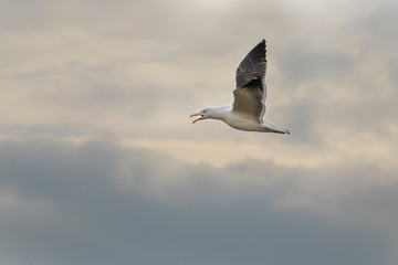 Larus marinus - Large nests of white seagulls on the North Sea coast. Wild photo on the island of Dune in Germany. Photo has nice background and bokeh.