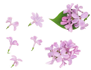 Obraz na płótnie Canvas Lilac flowers isolated on white background