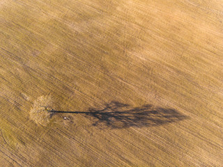 alone tree with long shadow in the field ,aero drone shoot,  - 311931348