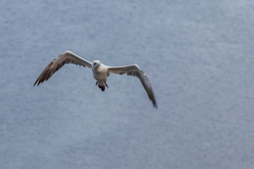 Wild bird in the wild Morus bassanus - Northern Gannet on the island of Helgoland on the North Sea in Germany. The background is a nice bokeh.