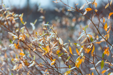 Snow flakes on leafs, beginning of whinter in forest