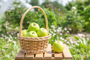 Green apple in wicker basket on wooden table Green grass in the garden Harvest time