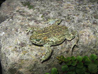 a natterjack toad with stripe at a grey underground outdoors in spring