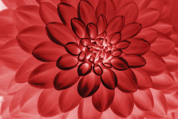 oil painting of Red dahlia petals, floral abstract background. Close up of flower dahlia for background