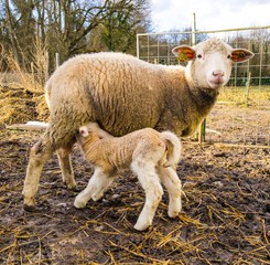 Obraz premium sheep and lamb