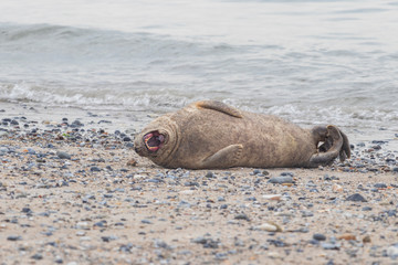 Fototapeta premium Phoca vitulina - Harbor Seal - on the beach and in the sea on the island of Dune in Germany. Wild foto.