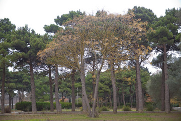 Obraz premium The branches of the pine trees have dried up . Twisting branches with green needles of a large pine .a large pine tree .
