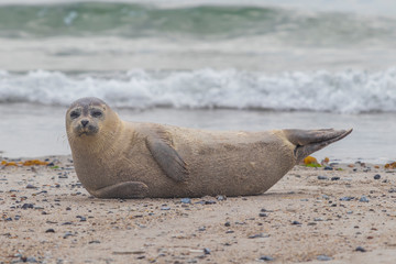 Phoca vitulina - Harbor Seal - on the beach and in the sea on the island of Dune in Germany. Wild foto.