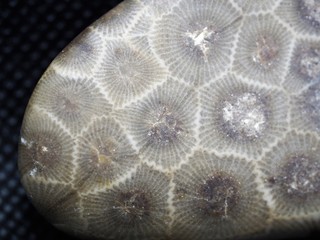Close up picture of Petoskey Stone