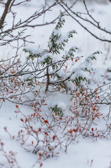 Snow flakes on leafs, beginning of whinter in forest