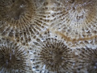 Close up picture of Petoskey Stone
