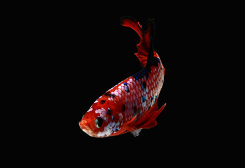 Fancy thai super red star pearls betta spreading fin and short tail swimming. Siamese fighting fish isolated black background. Close up and focus selection Colorful freshwater fishes CLIPPING PATH