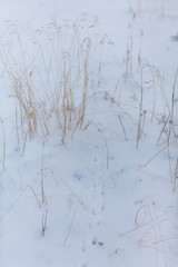 Snow flakes on leafs, beginning of whinter in forest