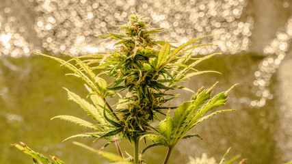Close-up of medical marijuana female plant in bloom, growing indoor. Cannabis buds with crystals...