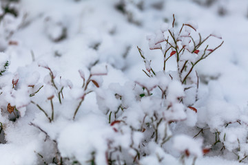 Snow flakes on leafs, beginning of whinter in forest