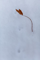 Snow flakes on leafs, beginning of whinter in forest