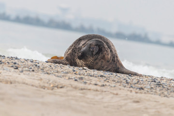 Phoca vitulina - Harbor Seal - on the beach and in the sea on the island of Dune in Germany. Wild foto.
