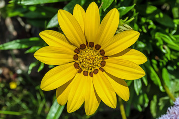 gazania big yellow flower growing alone in the park on the ground with green plants in the background Full frame zoom
