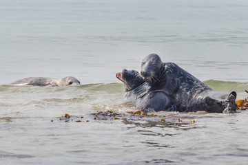 Fototapeta premium Phoca vitulina - Harbor Seal - on the beach and in the sea on the island of Dune in Germany. Wild foto.