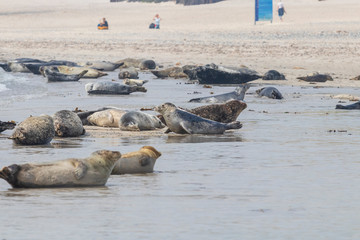 Phoca vitulina - Harbor Seal - on the beach and in the sea on the island of Dune in Germany. Wild foto.