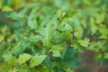 Ligustrum lucidum . Ligustrum lucidum is often used as an ornamental tree, sometimes in variegated forms. Wax leaf ligustrum green shrub .