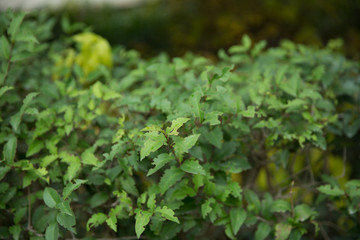 Ligustrum lucidum . Ligustrum lucidum is often used as an ornamental tree, sometimes in variegated forms. Wax leaf ligustrum green shrub .