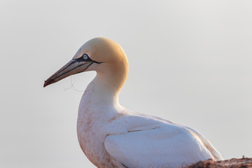 Wild bird in the wild Morus bassanus - Northern Gannet on the island of Helgoland on the North Sea...