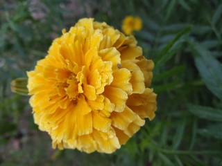 yellow flower in the garden