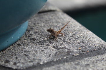 Florida Lizard