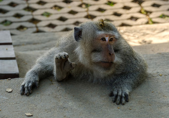 monkey sits behind a stone with his hands on it