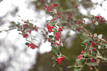 red berries and colorful leaves. Selective focus . Amazing benefits of rowan berries. vitamin C. Red berries and leaves on branch close up . Rowan berries and leaves .