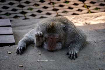 monkey sits behind a stone leaning his hands and looks at the rope in front of