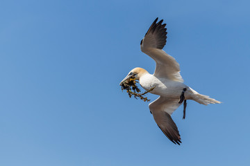 Wild bird in the wild Morus bassanus - Northern Gannet on the island of Helgoland on the North Sea in Germany.