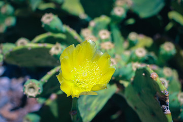 Selective focus on a yellow cactus flower at the blurred green background of twigs.