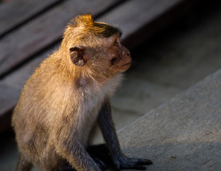 little monkey looking with hope, side view
