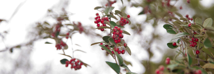 red berries and colorful leaves. Selective focus . Amazing benefits of rowan berries. vitamin C. Red berries and leaves on branch close up . Rowan berries and leaves .