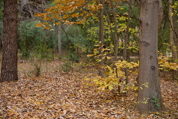 Fototapeta premium Background of colorful autumn leaves on forest floor . Abstract autumn leaves in autumn suitable as background . Autumn leaves on a meadow . Yellow leaves on the floor .
