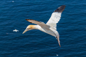 Wild bird in the wild Morus bassanus - Northern Gannet on the island of Helgoland on the North Sea in Germany.
