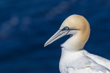 Wild bird in the wild Morus bassanus - Northern Gannet on the island of Helgoland on the North Sea in Germany.