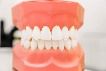 Plastic model of teeth in the dental office. Close-up