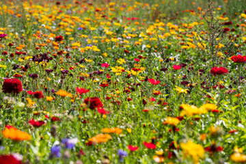 beautiful meadow flowers - red and yellow