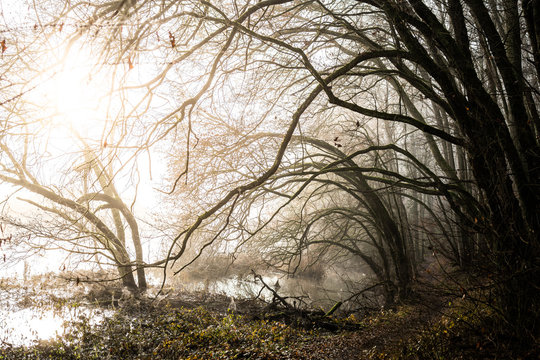 croocked branches formin ark in fog at sunrise in magic mood