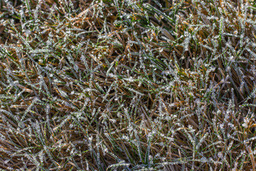 Textured nature background with frozen grass.on meadow at sunrise. Organic texture close up. Young shoots on a frosty autumn or spring day. Top view.
