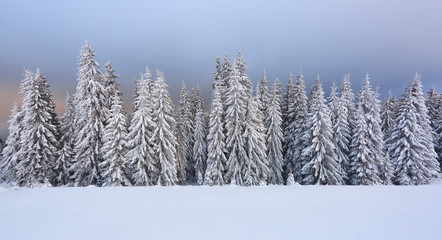 Panoramic view of the covered with frost trees in the snowdrifts and dramatic sky. Cold winter foggy morning. Sunrise lighten up the sky and horizon. Location place Carpathian, Ukraine, Europe.