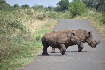 Fototapeta premium Rhino crossing the road